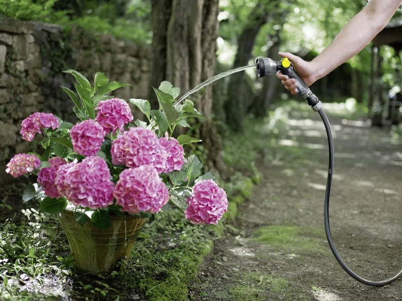 Hand bewässert rosa Hortensien mit Kärcher Gartenschlauch im grünen Außenbereich.